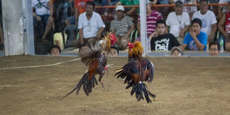 Những lưu ý cần nắm khi chơi đá gà