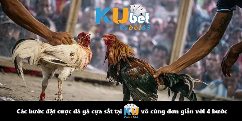 Các bước đặt cược đá gà cựa sắt tại kubet88 vô cùng đơn giản với 4 bước