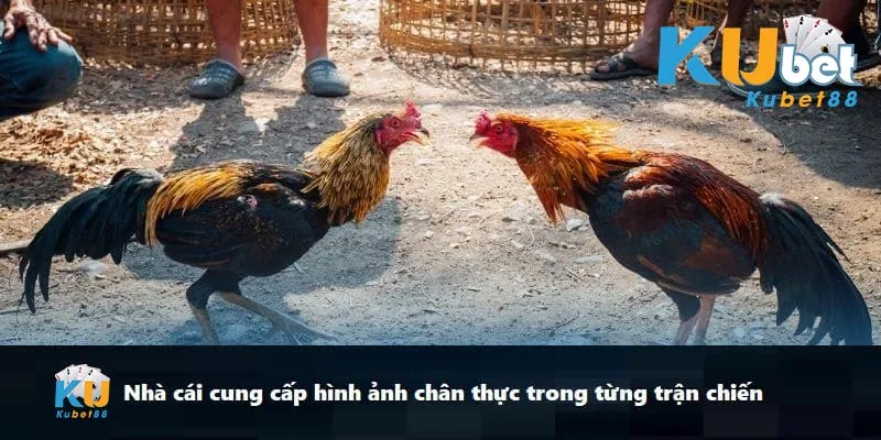 Nhà cái cung cấp hình ảnh chân thực trong từng trận chiến